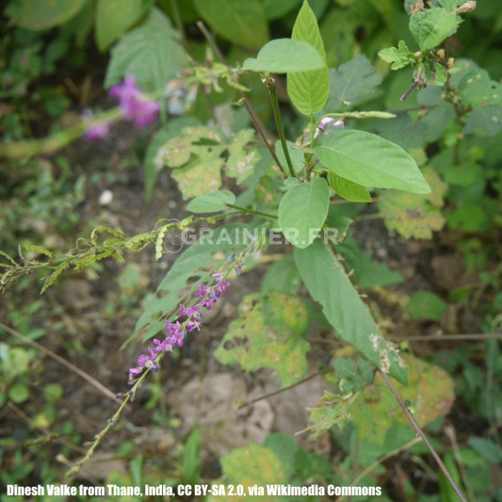 salparni, Salpani, Sarivan, Desmodium Gangeticum image
